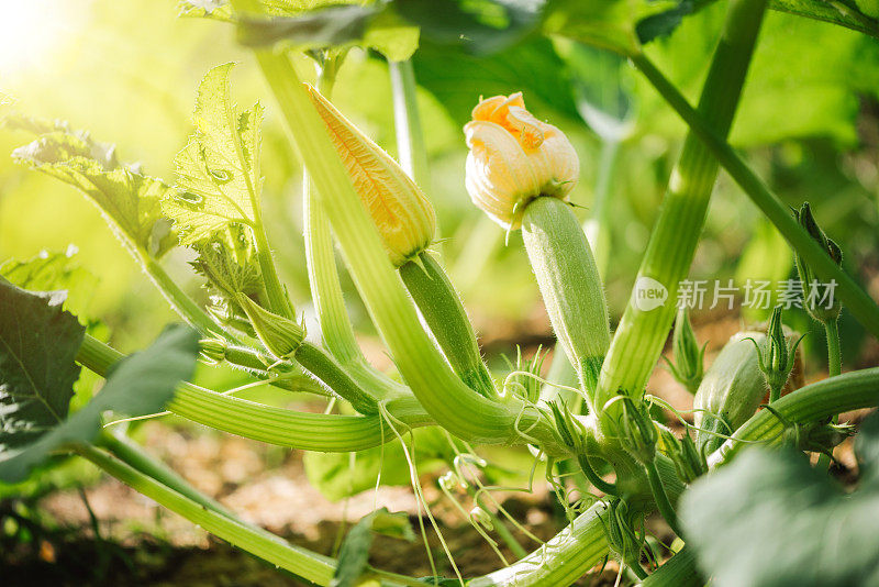 菜园里的蔬菜。开花的西葫芦/西葫芦。